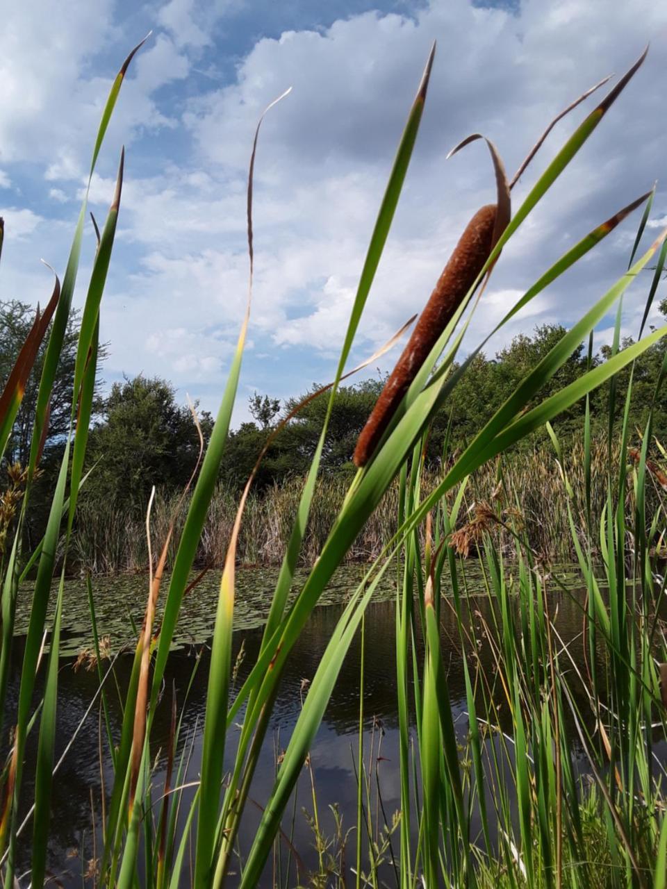 Bush Pub & Inn Hoedspruit Dış mekan fotoğraf